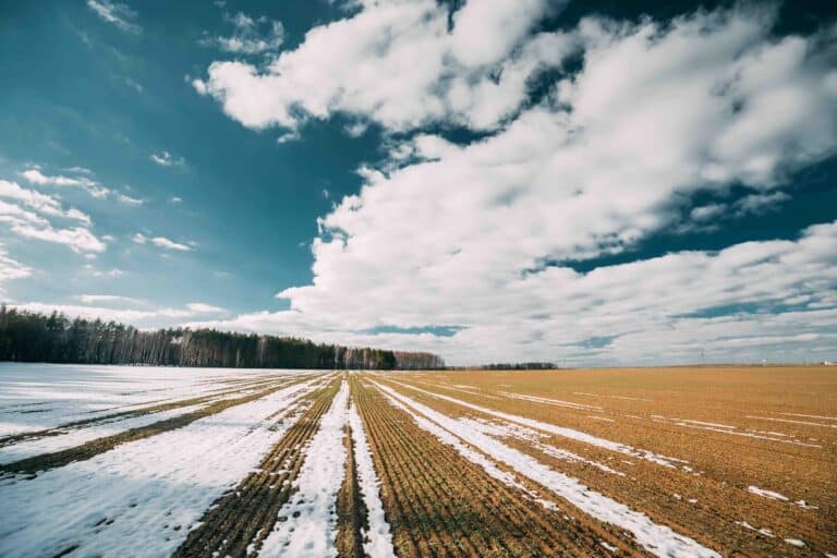 Winterfield